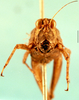 CollectionObject 1566519; 065cf132-9e13-4265-8c70-e5778f38ee22: female, frontal view. (CollectionObject).