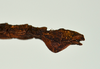 CollectionObject 1557493; 8f0ee6a6-9c88-4a79-ab36-6ed3d5d77847: copyright USNM, Washington. (CollectionObject).
