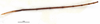 CollectionObject 1585651; 41a06555-6615-47c9-b98d-f3ffb835eaa0: male, antenna (paratype). (CollectionObject).