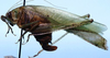 CollectionObject 1522701; 8028c571-a987-40ba-b79b-93369c25aeeb: female, lateral view (holotype). (CollectionObject).
