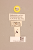 CollectionObject 2045665; 7b2ca005-c53d-4d32-b1e9-3905e6a34f9e, NHMUK015982310: labels (paratype of Parabullacris vansoni). (CollectionObject).
