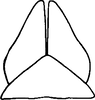 Subgenital plate: Subgenital plate. (Observation).