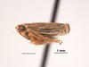 Habitus, lateral view on Eulonus almus (Van Duzee, 1925): (Observation).