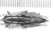 CollectionObject 1525552; 3ba8b594-726d-4c05-a52c-61b2c2100216: female, dorsal view (lectoallotype of Leptomerinthoprora flavovittata). (CollectionObject).