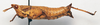 CollectionObject 1540717; 5fe27251-f7c4-410b-97fc-16e226831ba8: female, lateral view (lectotype). (CollectionObject).