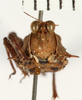 CollectionObject 1529982; ef2ecb05-d94a-4209-b613-2b69e4d95bb8: male, frontal view (holotype). (CollectionObject).