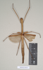 CollectionObject 1560550; NHMUK(SF IMPORT DUPLICATE) 845077, f306f22f-4091-40f0-8961-26225621a3ad: copyright Natural History Museum, London. female (holotype). (CollectionObject).