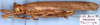 CollectionObject 1531826; NMW 22481, adf73bf2-3ddd-4646-8d30-852a1fad0258: male, lateral view (holotype). (CollectionObject).