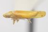 Habitus, lateral view on Dikrella (Readionia) cedrelae (Oman, 1937): (Observation).