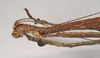 CollectionObject 1559452; NHMUK(SF IMPORT DUPLICATE) 844615, 4335eae1-0020-4e6d-843f-fe6cfbd4fa9e: copyright Natural History Museum, London. female: head, lateral view (holotype). (CollectionObject).