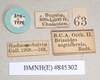 CollectionObject 1557515; 9dad141f-cbd9-4264-bbec-c99cd2c03221: copyright Natural History Museum, London. female, data labels (syntype). (CollectionObject).