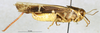CollectionObject 1507074; e2629f85-d3fe-490d-950c-5b806ab5681e: male, lateral view (holotype of Gastrimargus floresensis). (CollectionObject).