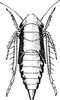 Nymph: (Observation).