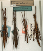 CollectionObject 1560232; NMW 583, 33a0ac54-e9d9-425c-b8a5-5eaa798bbc4e: copyright NMW, Vienna. male & female (syntypes). (CollectionObject).