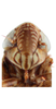 Head: !! display not done !! on Mendozellus asunctia Cheng, 1980: Head, female (after Duan et al., 2017). (Observation).