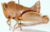 Schulthessiella minuta (Schulthess, 1909): female, lateral view. (Otu).