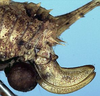 CollectionObject 1532430; 8b288220-77c0-4218-8096-a2bf1dfa0412: female ovipositor (holotype). (CollectionObject).