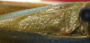 CollectionObject 1522489; 463afa45-b92d-453b-ae31-5ce36c150a80: male stridulatory area (holotype). (CollectionObject).
