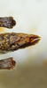 CollectionObject 1526831; ba5055e5-ad07-4767-82f5-fff6f40a7b42: female abdomen tip, dorsal view (paratype). (CollectionObject).