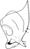 Subgenital plate: Subgenital plate, dorsal view. (Observation).