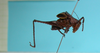 CollectionObject 1544439; 6dfcd56e-0989-4694-a481-df0b43db4c27: male lateral view (holotype). (CollectionObject).