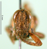CollectionObject 1502507; 560779e0-2b26-489f-ba56-c6287ea2dd03, DORSA BA000546S04: female, frontal view (syntype). (CollectionObject).
