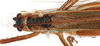 CollectionObject 1544457; 13503024-a3ad-4810-bca1-5527f7414ca2: female, dorsal view (paratype). (CollectionObject).
