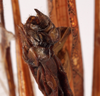 CollectionObject 1534644; f1b989ed-cea5-4dae-85be-274e548d0e82: female subgenital plate (holotype of Karschia corrosa). (CollectionObject).