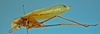 CollectionObject 1542989; d09348bc-01dc-4a55-afa7-00afff04abc7: male, lateral view (holotype of Hammatofera brasiliensis). (CollectionObject).