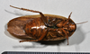CollectionObject 1553125; NTUC 770, 771, 1c8c75cf-c21c-4d27-b41f-36429b53b69e: copyright NTUC. ventral view (syntype). (CollectionObject).