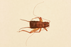 CollectionObject 1528346; 680a4251-a3d0-4c1a-ae47-6cbbec2ed55c, NHMUK015982170: male, dorsal view (holotype). (CollectionObject).