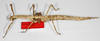 CollectionObject 1558921; 67f0d01b-579a-4d70-a077-8b7fd6095126: copyright RMNH, Leiden. female, lateral view of Phasma angulata Stoll, 1813 [renamed micropterus] (holotype). (CollectionObject).