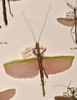 CollectionObject 1559689; b2a489ad-543e-4d64-94cb-86236d2114e3: copyright OUMNH. female, dorsal view of synonym Necroscia marmessus (paralectotype). (CollectionObject).