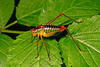 CollectionObject 1536656; b8d167e4-a394-49c4-9c23-183a40b1b0ca, CH0117: male. (CollectionObject).