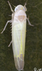 Habitus, dorsal view on Edwardsiana stehliki Lauterer, 1958: Habitus (female). (Observation).