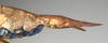 CollectionObject 1557599; NMW 705', cfdc7cdb-5120-49b4-8e10-c4175c081149: copyright NMW, Vienna. female: end of abdomen, lateral view (syntype). (CollectionObject).