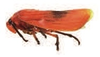 Habitus, lateral view: !! display not done !! on Ischnorhina ephippium (Fabricius, 1803): (Observation).