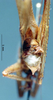 CollectionObject 1572409; b45841bd-b170-4c4b-aa5d-0e12b4390fe1: male abdominal apex. (CollectionObject).
