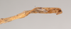 CollectionObject 1559814; 2a298c8a-596c-4db2-aba1-84063b998a7b: copyright Natural History Museum, London. male: end of abdomen, ventral view of Necroscia sarpedon (syntype). (CollectionObject).;CollectionObject 1559815; 3368a023-0585-4ab9-967a-1f3367d9a27c: copyright Natural History Museum, London. male: end of abdomen, ventral view of Necroscia sarpedon (syntype). (CollectionObject).