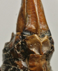 CollectionObject 1535968; 447d7091-fcad-48f0-9081-27e7b245c32e: female subgenital plate (paratype). (CollectionObject).