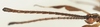 Acentetaphyllium stellae (Cumming, 2016): copyright SDNHM. male (holotype): Antennae, lateral view. (Otu).