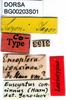 CollectionObject 1500881; 9a4e6d24-5706-4b1f-ac11-c821fc746206: labels (lectotype). (CollectionObject).