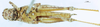 CollectionObject 1507190; b82e3fbf-7149-4909-b89f-ac083013b5ee: female, ventral view (paratype). (CollectionObject).