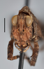CollectionObject 1477320; 10133c66-3f83-4933-b6ca-e3ecd92f423b, MZLU167526, Type no. 4846:2: male, frontal view (allotype). (CollectionObject).