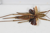 CollectionObject 1475574; f9610ab4-29ba-4bcb-82af-c60cc741a872: female, dorsal view (holotype). (CollectionObject).