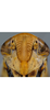 Head on Discolopeus colopeus (Stiller, 2019) now Discolopeus colopeus Stiller, 2019: Head, male. (Observation).