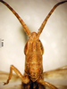 CollectionObject 1530743; 1321a58d-9d34-4ae7-b1a1-d99ff77b61ee, DORSA SAplagraHTM: male, frontal view (holoype). (CollectionObject).