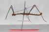 CollectionObject 1563581; ebc8e8da-eb00-499d-b7bb-c37a3a8dabbb: copyright ZMB, Berlin. male, lateral view (paratype). (CollectionObject).