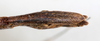 CollectionObject 1561432; NMW 183, de918419-4f5f-4be0-b0cb-51864eb2ab1c: copyright NMW, Vienna. female: end of abdomen, ventral view (holotype). (CollectionObject).