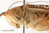 female head and pronotum, lateral view (allotype of Gampsocleis kaszabi Bazyluk, 1972). Depicts CollectionObject 1578320; 84e17f94-7f0a-45f4-a28d-59ba00798090, a CollectionObject.